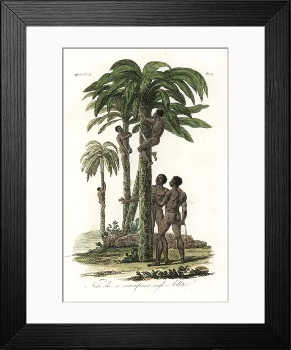 Framed Print : Natives of Guinea climbing trees using slings Framed Print : Natives of Guinea climbing trees using slings