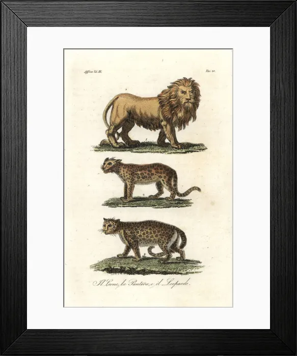Framed Print : African lion, panther or leopard Framed Print : African lion, panther or leopard