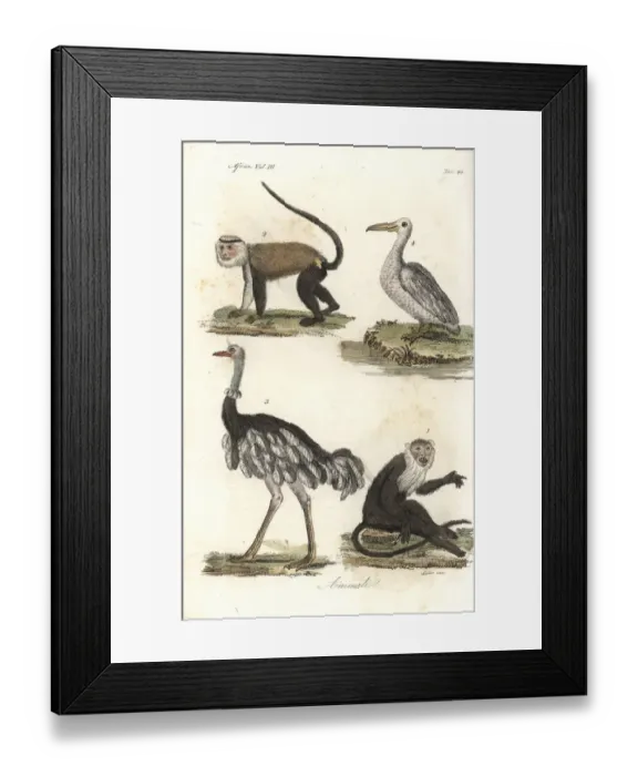 Framed Print : Diana and mona monkeys, ostrich and pelican Framed Print : Diana and mona monkeys, ostrich and pelican