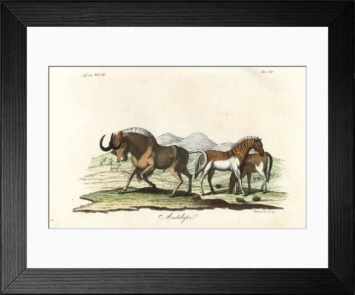 Framed Print : Black wildebeest and extinct quagga Framed Print : Black wildebeest and extinct quagga
