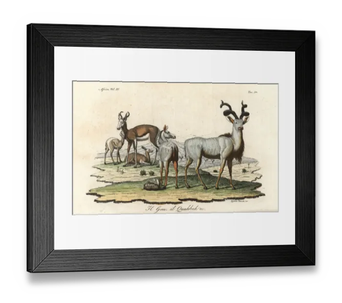 Framed Print : Cuviers gazelle (endangered) and greater kudu Framed Print : Cuviers gazelle (endangered) and greater kudu