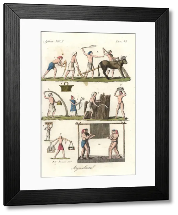 Framed Print : Egyptian wheat and grape agriculture Framed Print : Egyptian wheat and grape agriculture