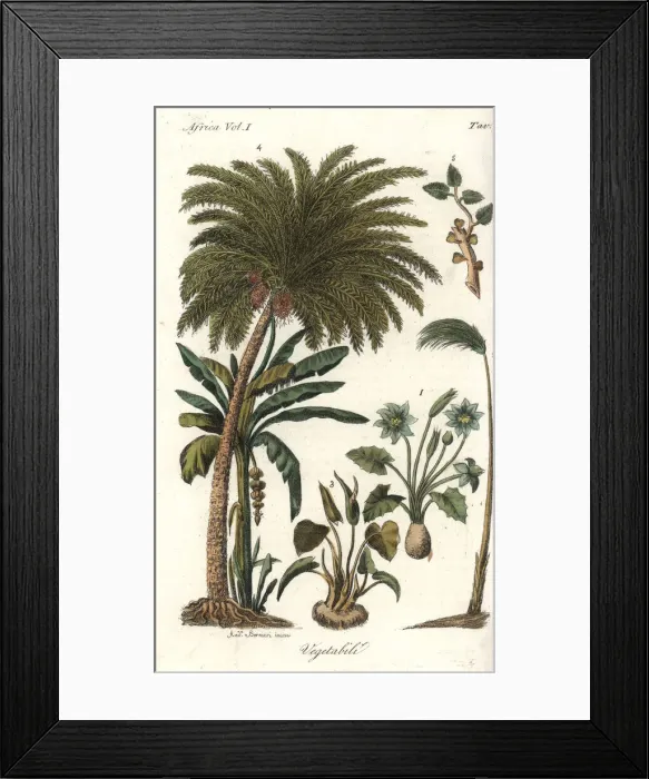Framed Print : African vegetation including papyrus, date Framed Print : African vegetation including papyrus, date