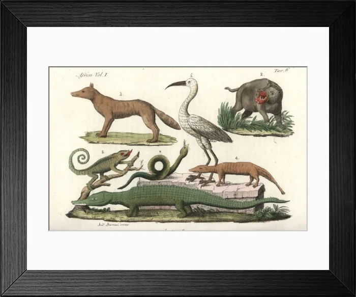 Framed Print : African animals including hippopotamus, chameleon Framed Print : African animals including hippopotamus, chameleon