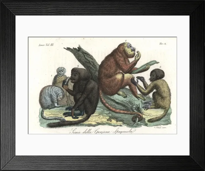 Framed Print : Monkeys of Guiana, South America, by Humboldt Framed Print : Monkeys of Guiana, South America, by Humboldt