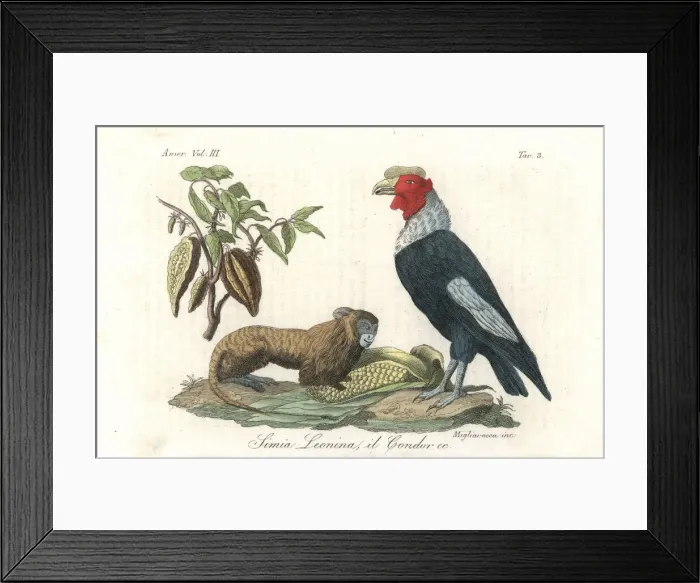 Framed Print : Golden lion tamarin (endangered), Andean condor Framed Print : Golden lion tamarin (endangered), Andean condor