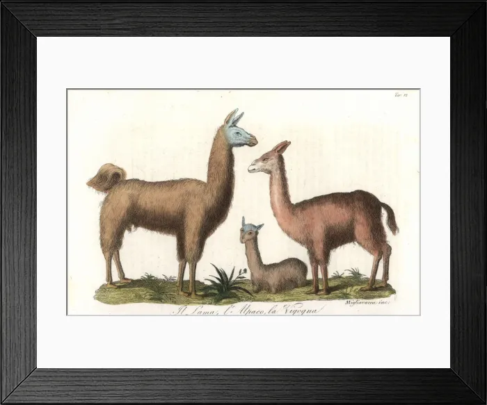 Framed Print : Llama, alpaca, and vicuna Framed Print : Llama, alpaca, and vicuna