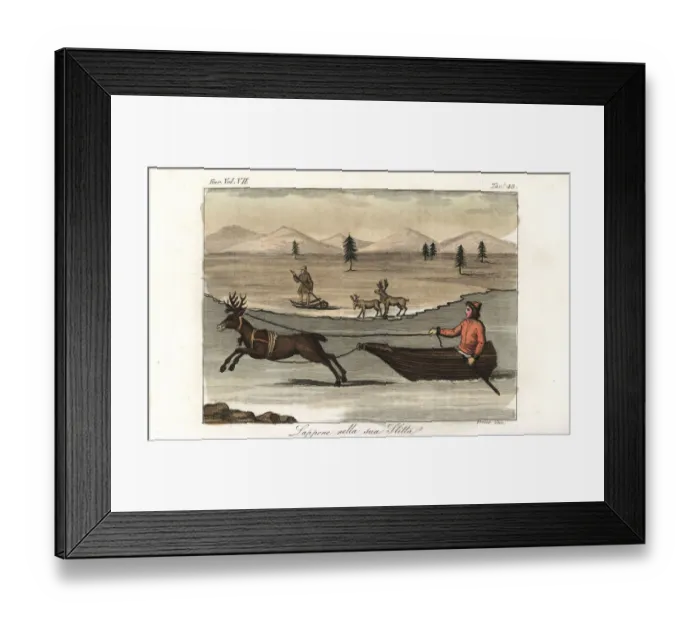 Framed Print : Lapp in a sleigh pulled by a reindeer Framed Print : Lapp in a sleigh pulled by a reindeer