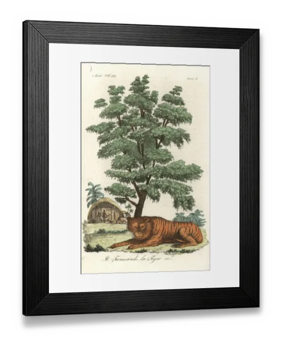 Framed Print : Indian tiger underneath a tamarind tree Framed Print : Indian tiger underneath a tamarind tree