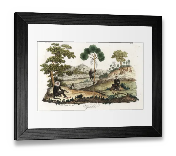 Framed Print : Toque macaque monkeys, breadfruit tree and talipot palm Framed Print : Toque macaque monkeys, breadfruit tree and talipot palm