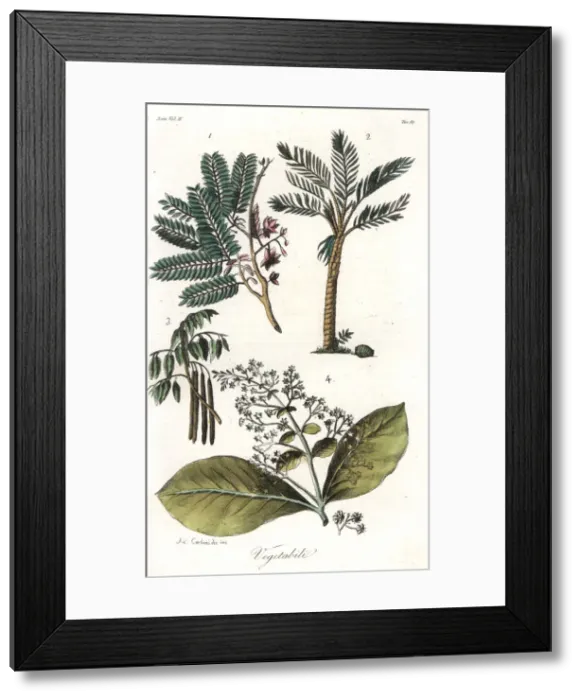 Framed Print : Plants of Sri Lanka: tamarind 1, sago palm Framed Print : Plants of Sri Lanka: tamarind 1, sago palm