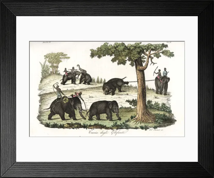 Framed Print : Method of catching wild elephants using lassos in Burma Framed Print : Method of catching wild elephants using lassos in Burma