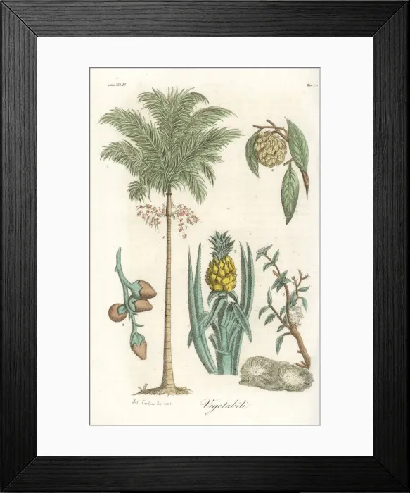 Framed Print : Areca palm, pineapple and jackfruit Framed Print : Areca palm, pineapple and jackfruit