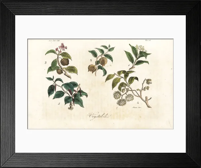 Framed Print : Plants of Sumatra including clove, mangosteen Framed Print : Plants of Sumatra including clove, mangosteen