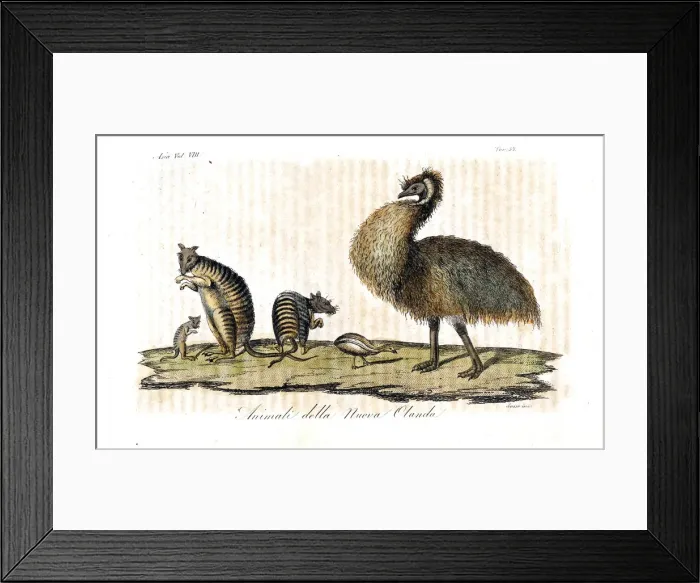 Framed Print : Endangered banded hare wallabies and extinct Framed Print : Endangered banded hare wallabies and extinct