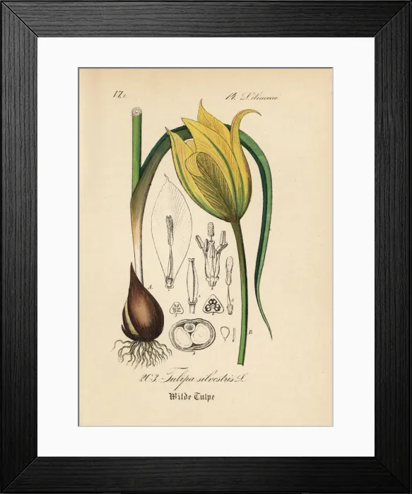 Framed Print : Wild tulip, Tulipa sylvestris Framed Print : Wild tulip, Tulipa sylvestris