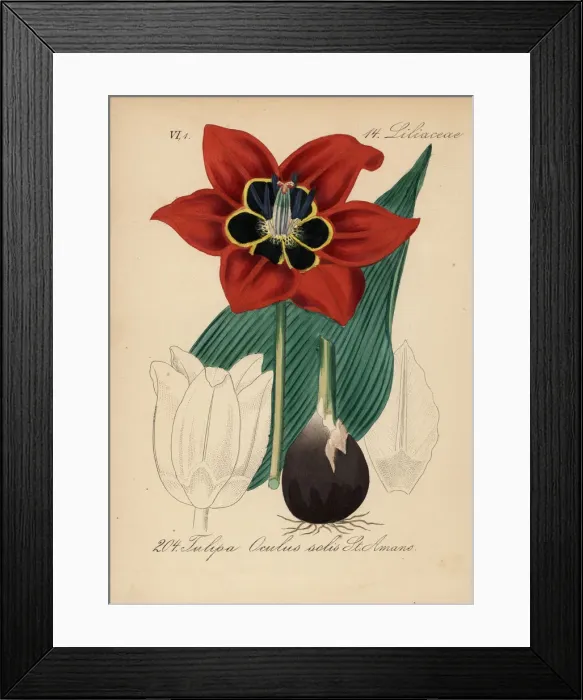 Framed Print : Eyed tulip, Tulipa agenensis Framed Print : Eyed tulip, Tulipa agenensis
