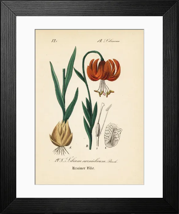 Framed Print : Golden apple lily or Carniolan lily, Lilium carniolicum Framed Print : Golden apple lily or Carniolan lily, Lilium carniolicum