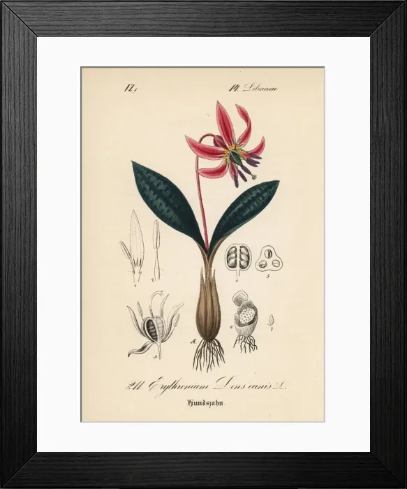 Framed Print : Dogs tooth violet, Erythronium dens-canis Framed Print : Dogs tooth violet, Erythronium dens-canis