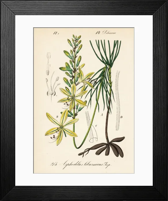 Framed Print : Jacobs rod, Asphodeline liburnica Framed Print : Jacobs rod, Asphodeline liburnica