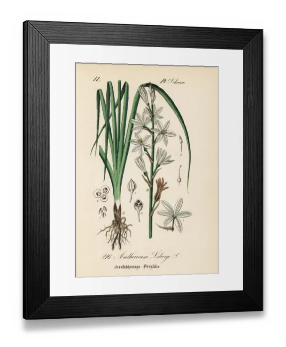 Framed Print : St Bernards lily, Anthericum liliago Framed Print : St Bernards lily, Anthericum liliago