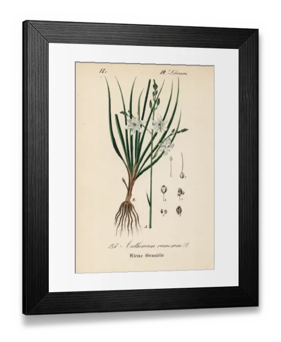 Framed Print : Spider plant, Anthericum ramosum Framed Print : Spider plant, Anthericum ramosum