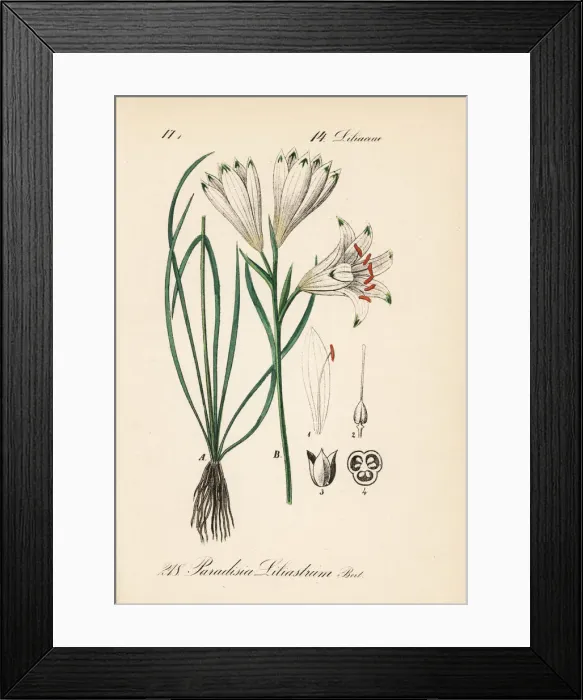 Framed Print : Paradise lily, Paradisea liliastrum Framed Print : Paradise lily, Paradisea liliastrum