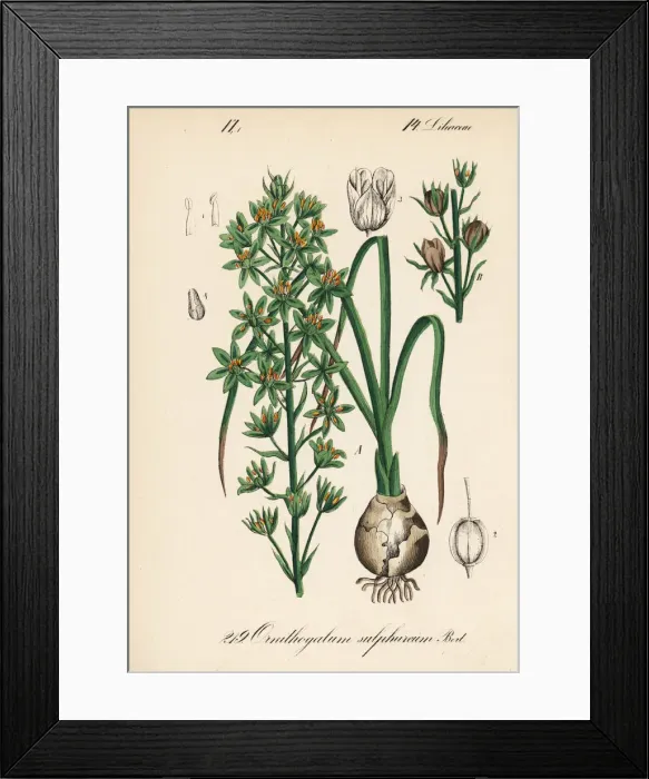 Framed Print : Prussian asparagus or wild asparagus, Ornithogalum Framed Print : Prussian asparagus or wild asparagus, Ornithogalum