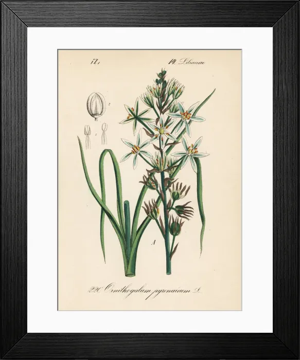 Framed Print : Prussian asparagus or wild asparagus, Ornithogalum Framed Print : Prussian asparagus or wild asparagus, Ornithogalum