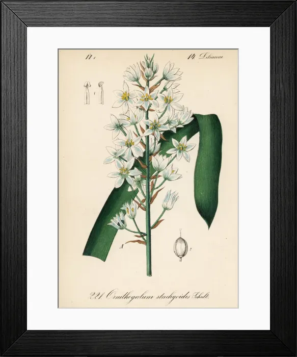 Framed Print : Narbonne Star-of-Bethlehem, Ornithogalum narbonense Framed Print : Narbonne Star-of-Bethlehem, Ornithogalum narbonense