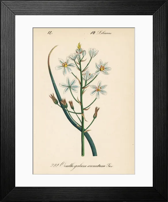 Framed Print : Narbonne Star-of-Bethlehem, Ornithogalum narbonense Framed Print : Narbonne Star-of-Bethlehem, Ornithogalum narbonense