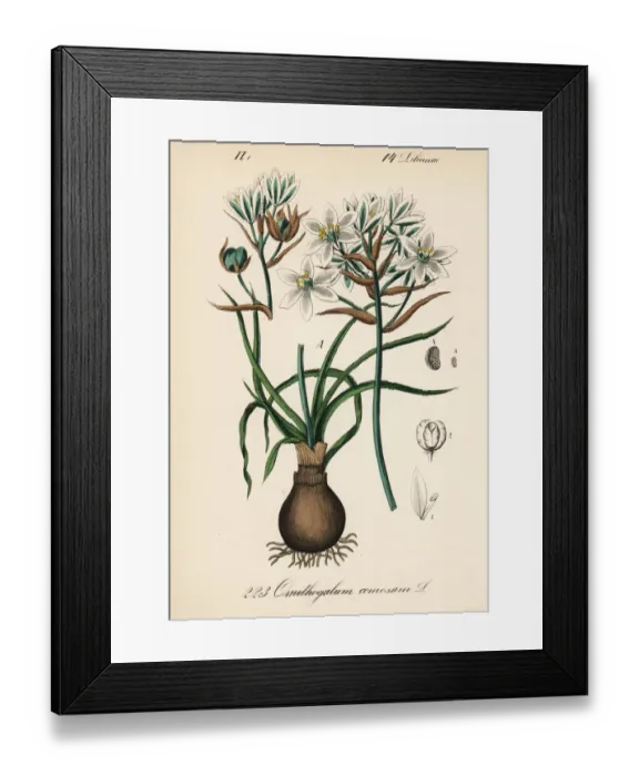 Framed Print : Ornithogalum comosum