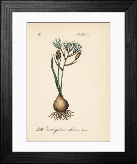 Framed Print : Ornithogalum collinum Framed Print : Ornithogalum collinum