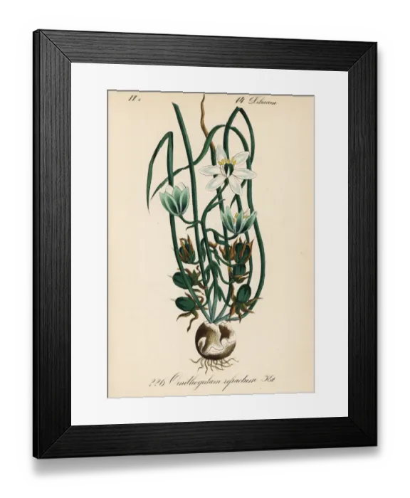 Framed Print : Summer snowdrop, Ornithogalum refractum Framed Print : Summer snowdrop, Ornithogalum refractum
