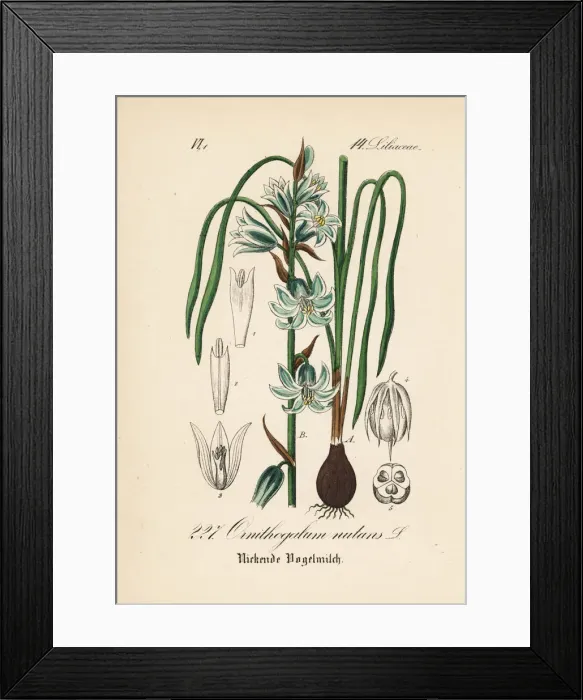 Framed Print : Nodding Star of Bethlehem, Ornithogalum nutans Framed Print : Nodding Star of Bethlehem, Ornithogalum nutans