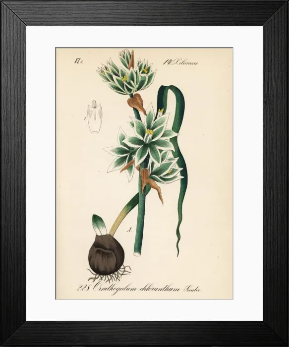 Framed Print : Nodding Star of Bethlehem, Ornithogalum nutans Framed Print : Nodding Star of Bethlehem, Ornithogalum nutans