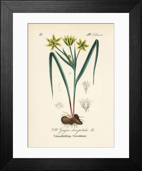 Framed Print : Gagea pratensis Framed Print : Gagea pratensis