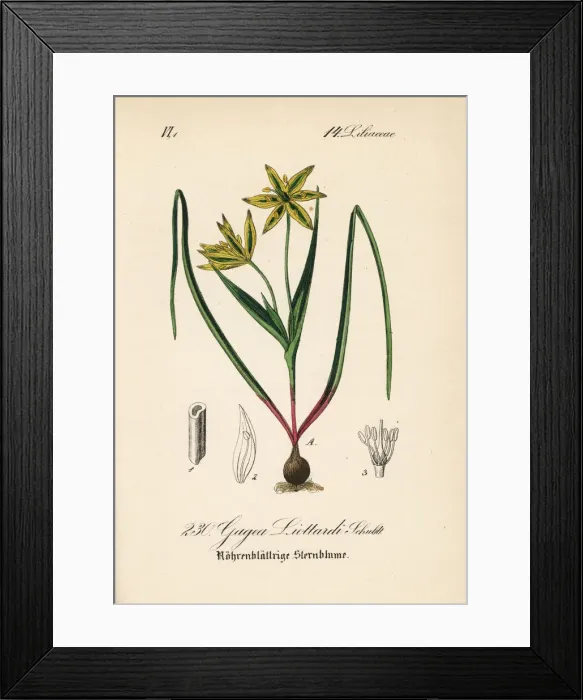 Framed Print : Gagea liottardi Framed Print : Gagea liottardi