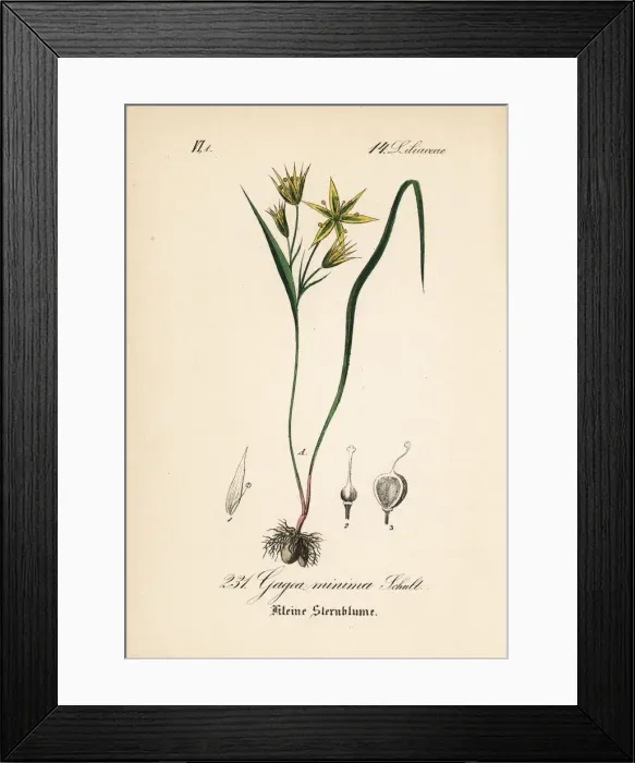 Framed Print : Gagea minima Framed Print : Gagea minima
