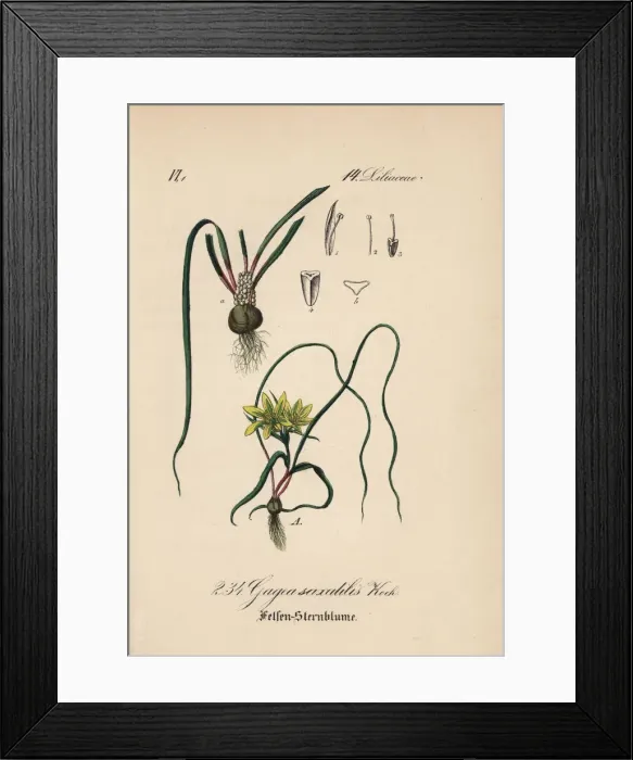 Framed Print : Early Star-of-Bethlehem, Gagea bohemica Framed Print : Early Star-of-Bethlehem, Gagea bohemica