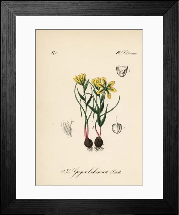 Framed Print : Early Star-of-Bethlehem, Gagea bohemica Framed Print : Early Star-of-Bethlehem, Gagea bohemica