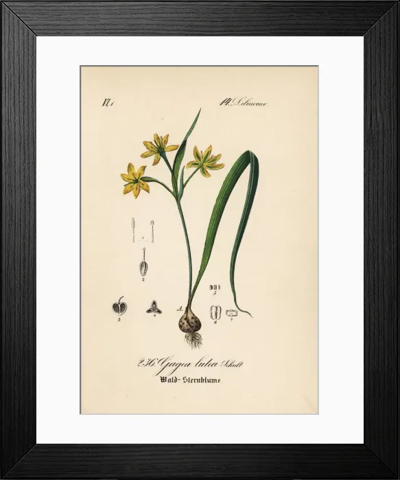 Framed Print : Yellow Star-of-Bethlehem, Gagea lutea Framed Print : Yellow Star-of-Bethlehem, Gagea lutea