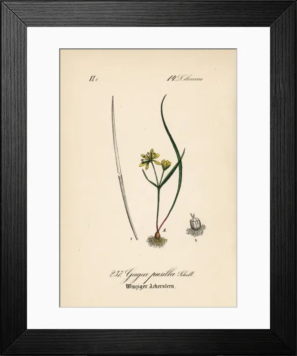 Framed Print : Gagea pusilla Framed Print : Gagea pusilla