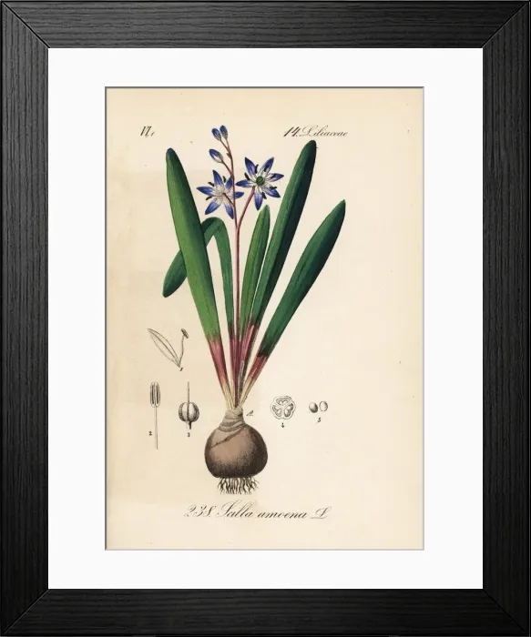 Framed Print : Star squill or star hyacinth, Scilla amoena Framed Print : Star squill or star hyacinth, Scilla amoena