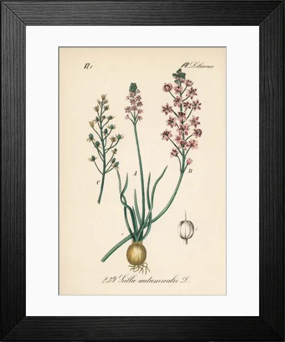Framed Print : Prospero autumnale Framed Print : Prospero autumnale