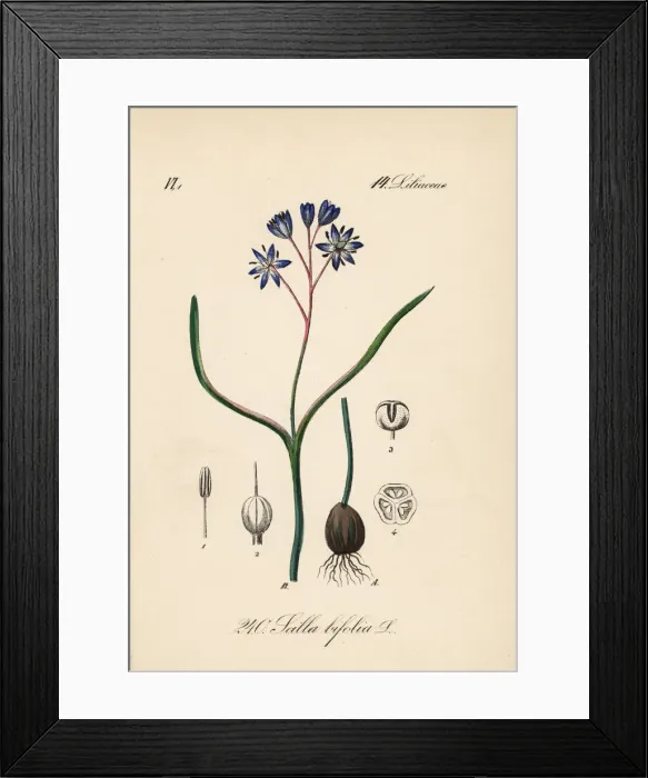 Framed Print : Alpine squill, Scilla bifolia Framed Print : Alpine squill, Scilla bifolia