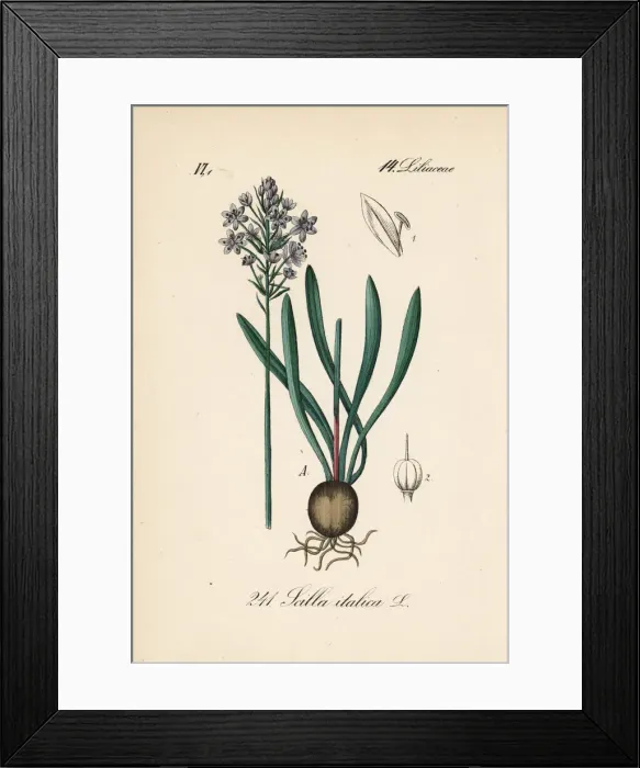 Framed Print : Italian bluebell, Hyacinthoides italica Framed Print : Italian bluebell, Hyacinthoides italica