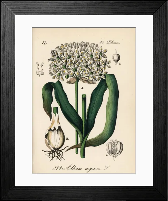 Framed Print : Black garlic, Allium nigrum Framed Print : Black garlic, Allium nigrum