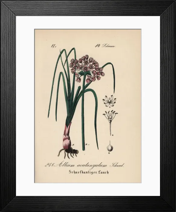 Framed Print : Mouse garlic, Allium angulosum Framed Print : Mouse garlic, Allium angulosum