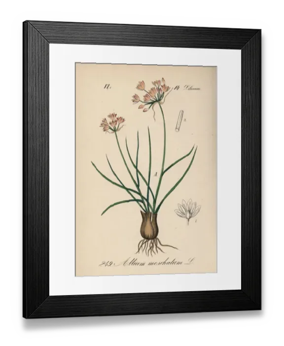Framed Print : Allium moschatum Framed Print : Allium moschatum